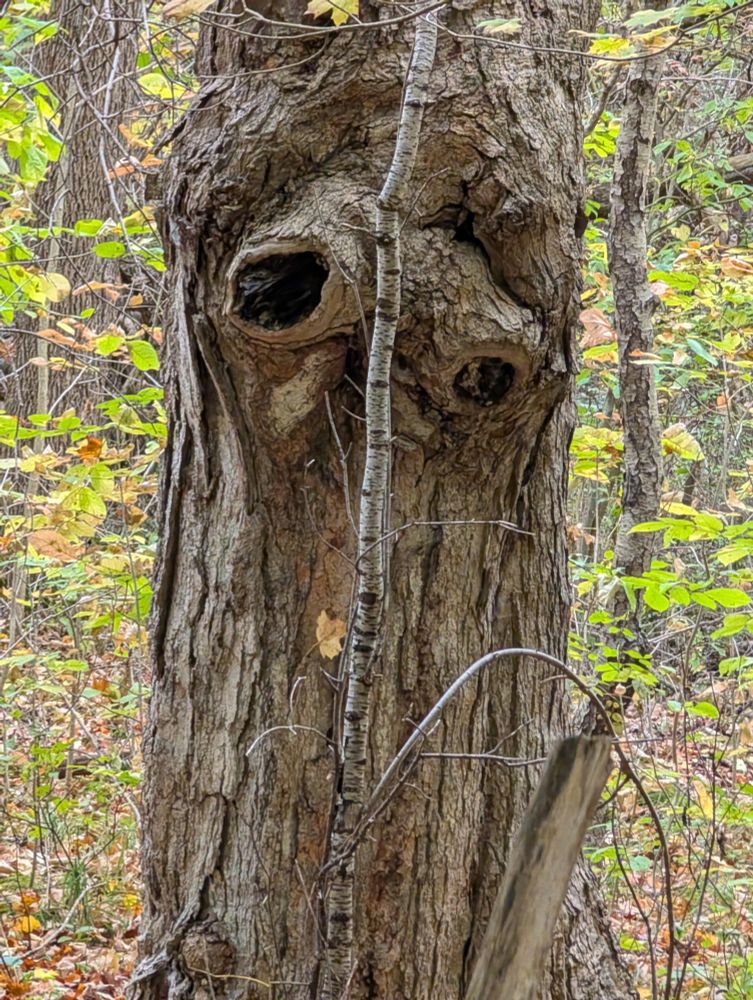The trails. In the thick forest I found this tree trunk looking at me with it's wonky alien or sea creature like eyes....