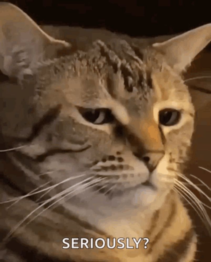 Seriously Seriously Cat GIF