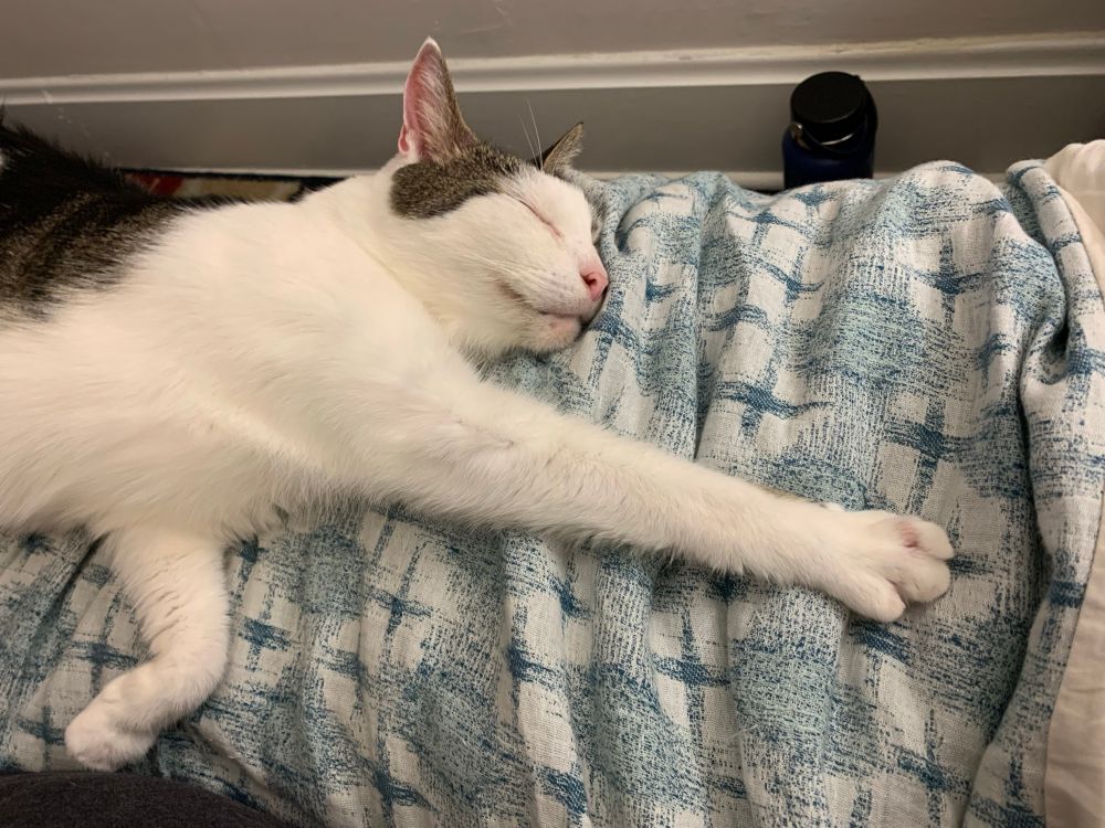 A sleepy cat with his arms stretched out