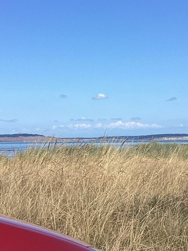 A view of W Island across the Strait and through the tall shore grasses on a sunny day