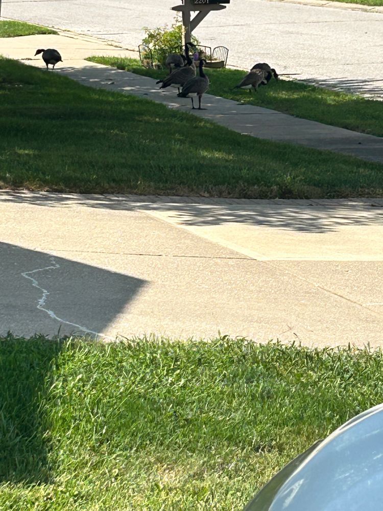street of geese