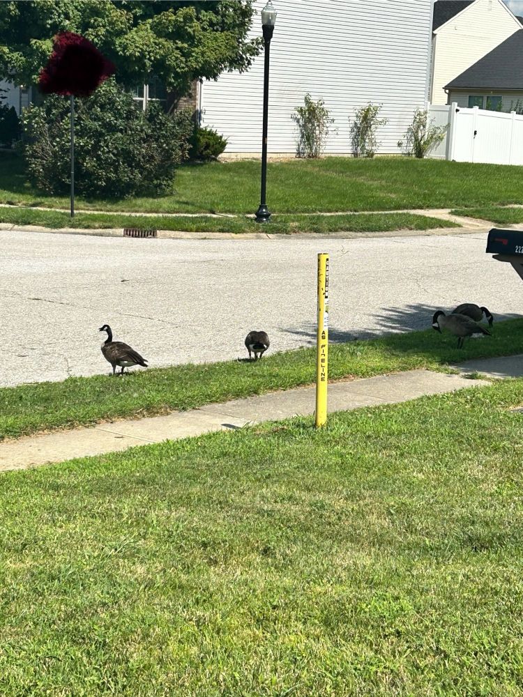 geese on the street