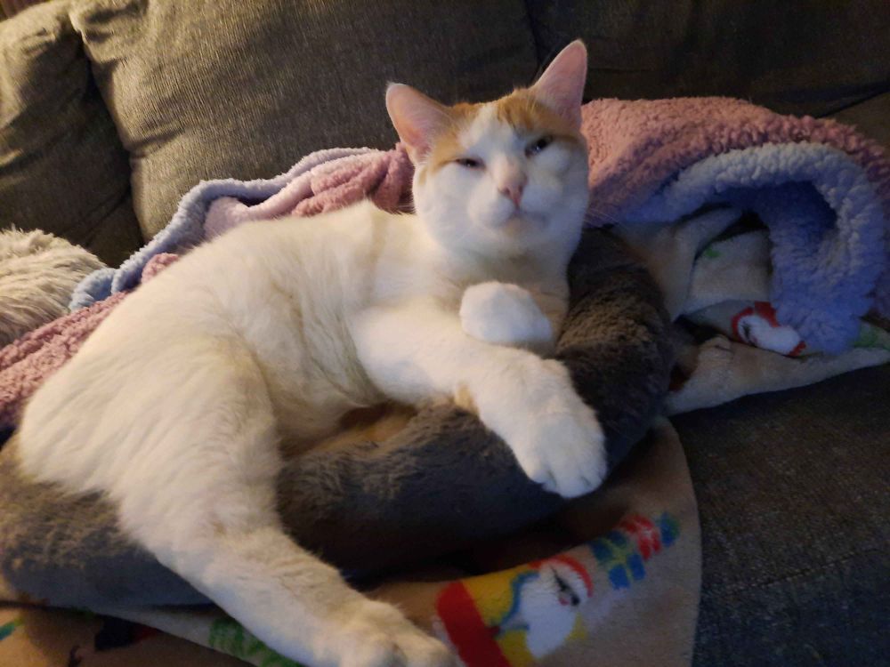 Steve the Cat