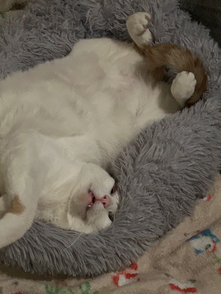 Steve the Cat