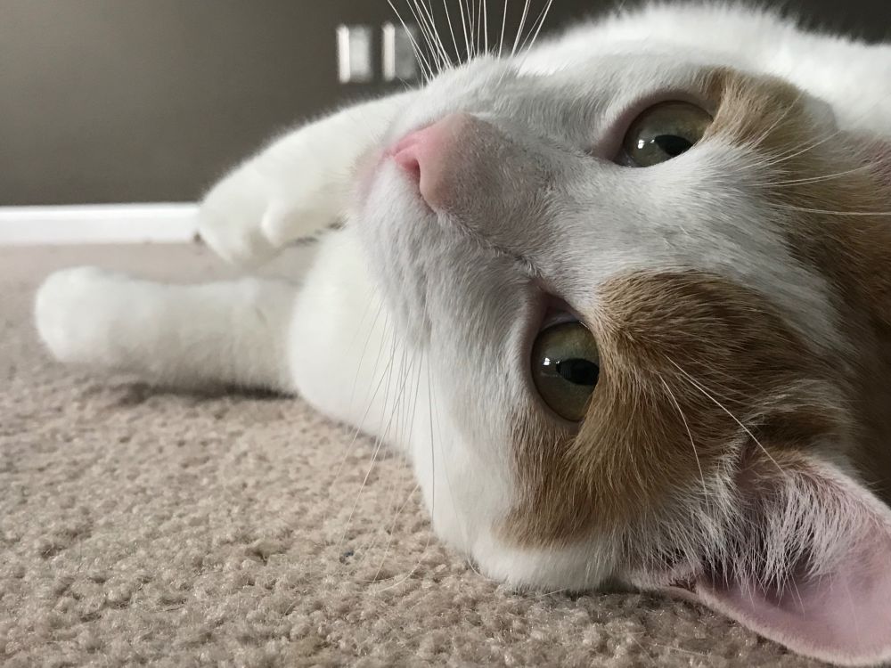 Steve the Cat