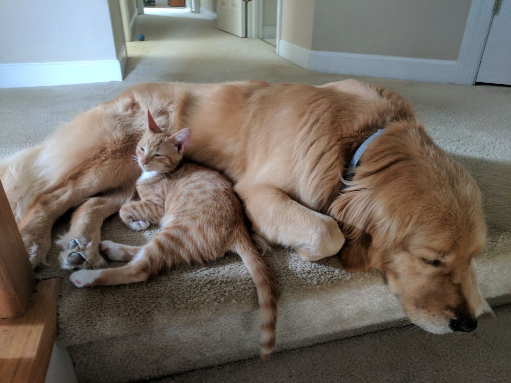 Lucca lying at top of stairs with kitten snuggled up to him. (Golden Retriever)