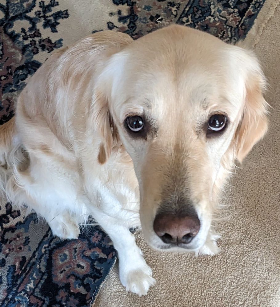 Golden retriever looking up longingly.