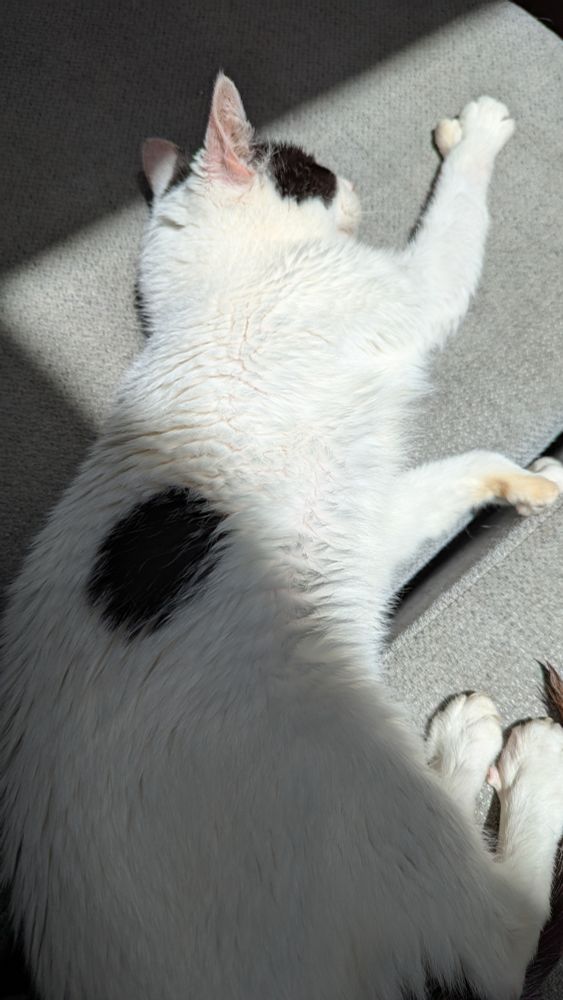 My cat laying down on her side with her front legs stretched out in front of her. The top half of her body is lit brightly by sunlight.