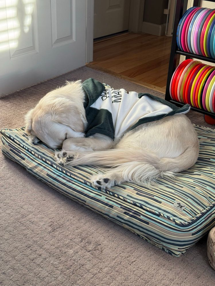 Light colored golden retriever snuggled into a green and white hoodie sleeping all curled up on his favorite dog bed.