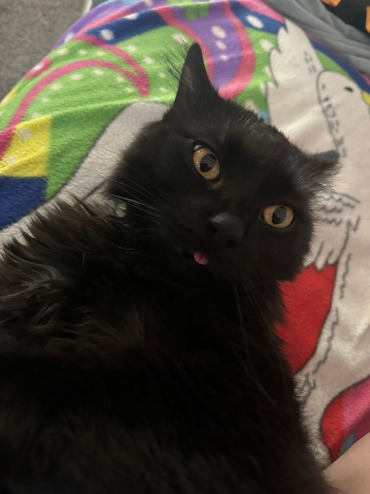 Fluffy Black cat with goofy face sticking out tongue