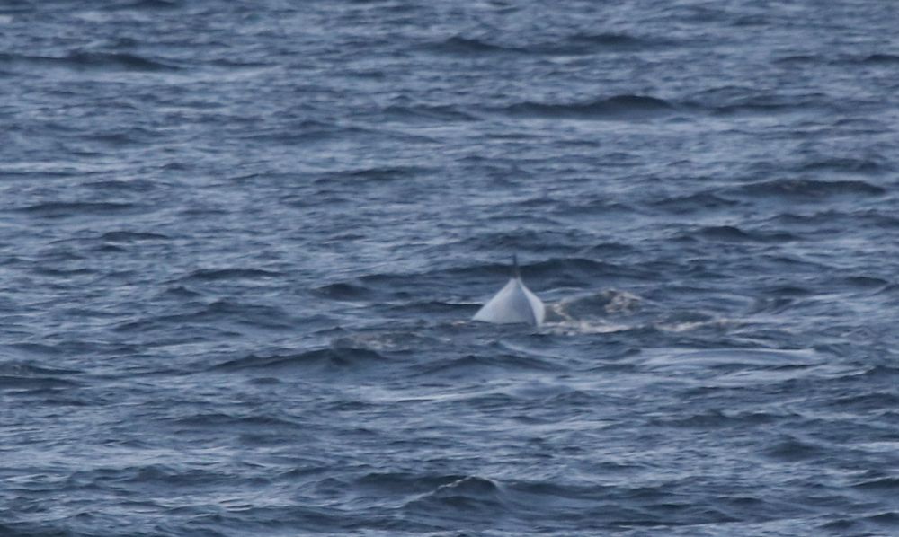 Fin whale spotted from the ferry just North of Priest Island as we returned to Ullapool