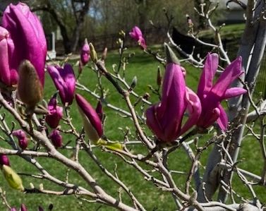 Magnolia tree in early bloom with vibrant pink-purple flower buds and half-open blossoms.
