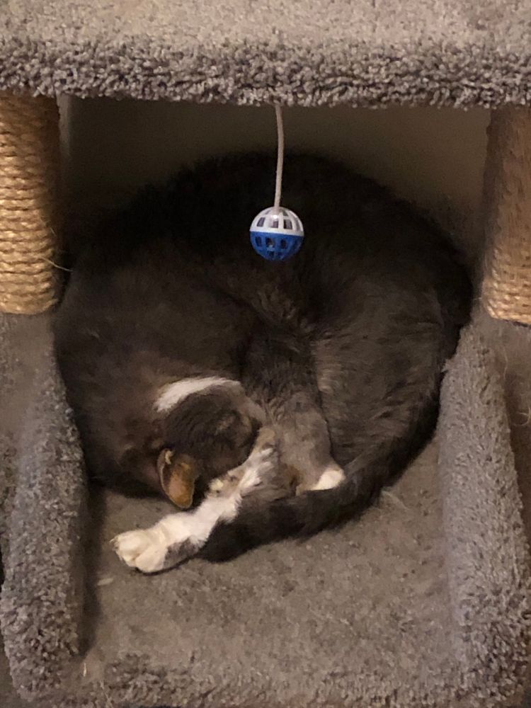 A picture of Milly, a gray cat with white paws, curled up on her cat perch like a shrimp.