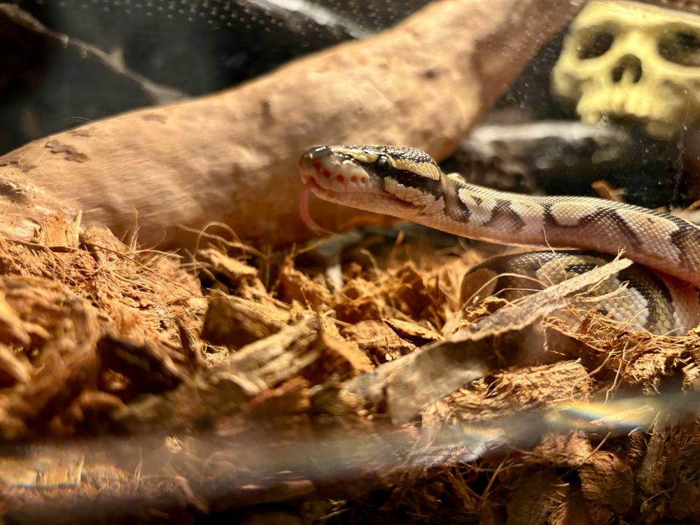 He is a lil baby man, just 6 months old.