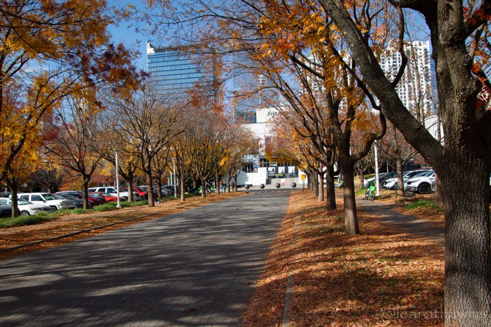 A tree lined street showing signs of autumn. 