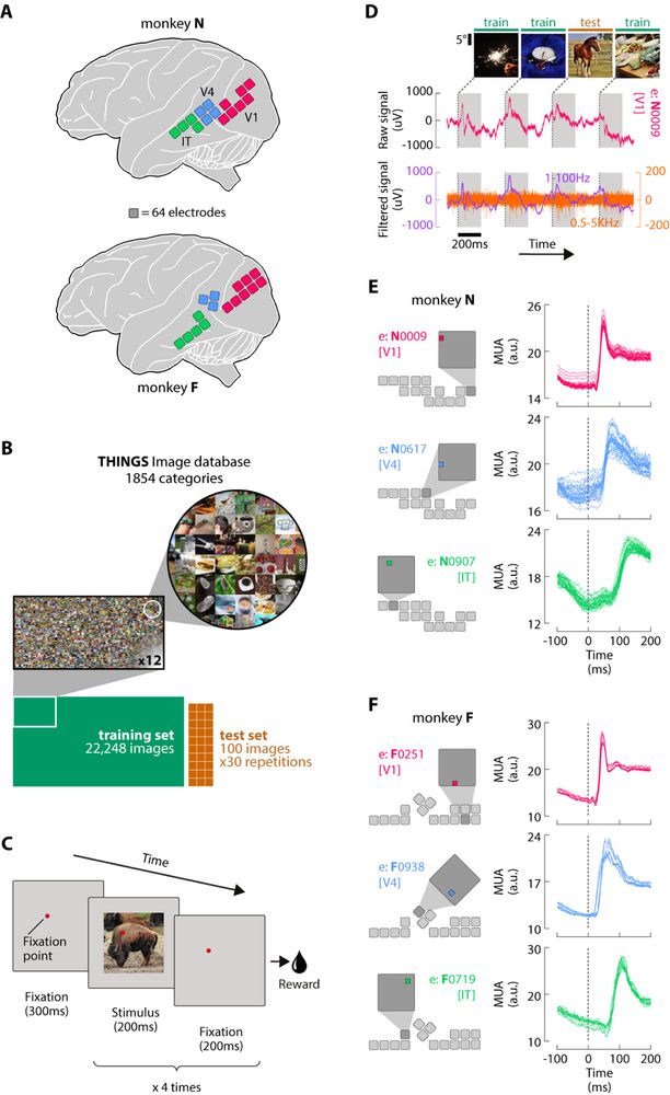 Spiking activity in the monkey ventral stream in response to thousands of images.