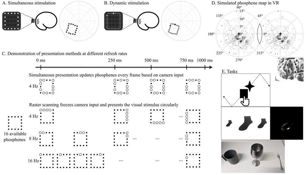 A) Simultaneous stimulation. B) Dynamic stimulation. C) A demonstration of presentation methods at different refresh rates, without persistence. D) We used MRI scans from real subjects combined with plausible implants planning to derive a more realistic phosphene map. E) Tasks we used to evaluate simulated prosthetic vision.