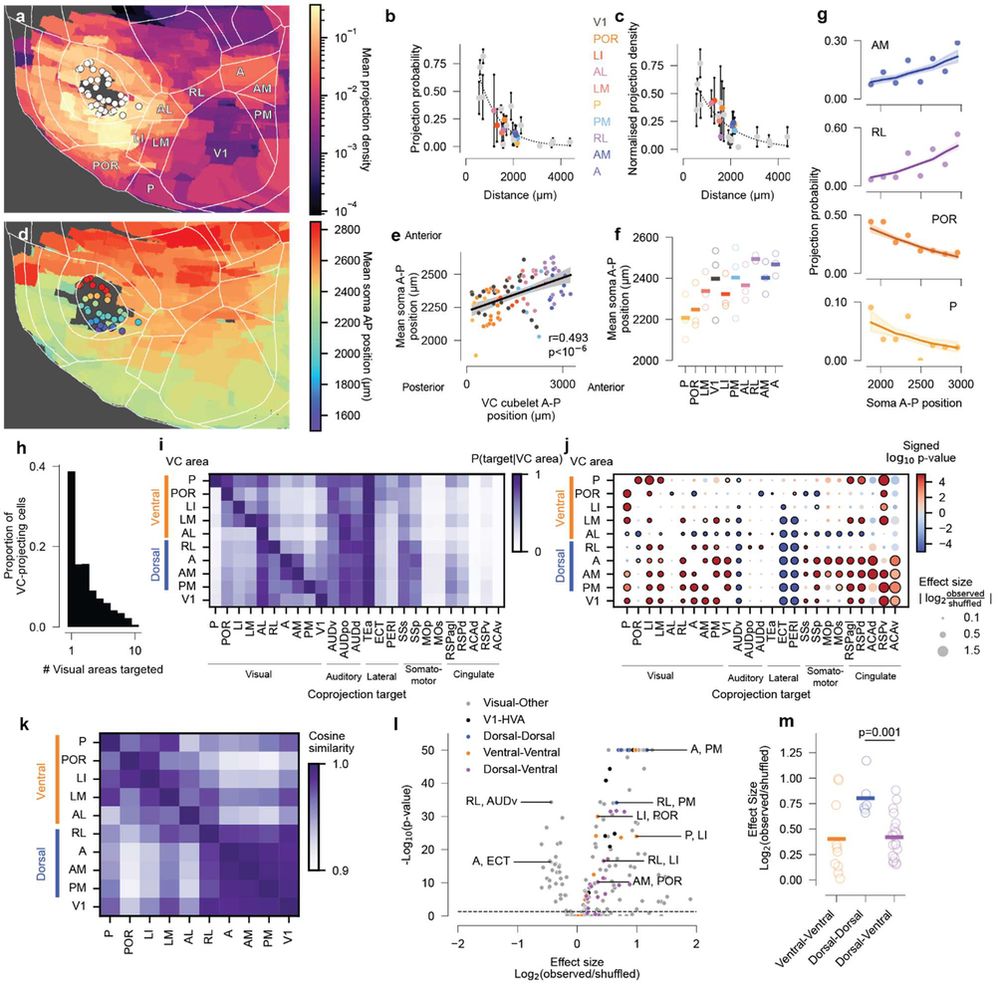 Topography of single A1 neuron projections across visual cortical areas.