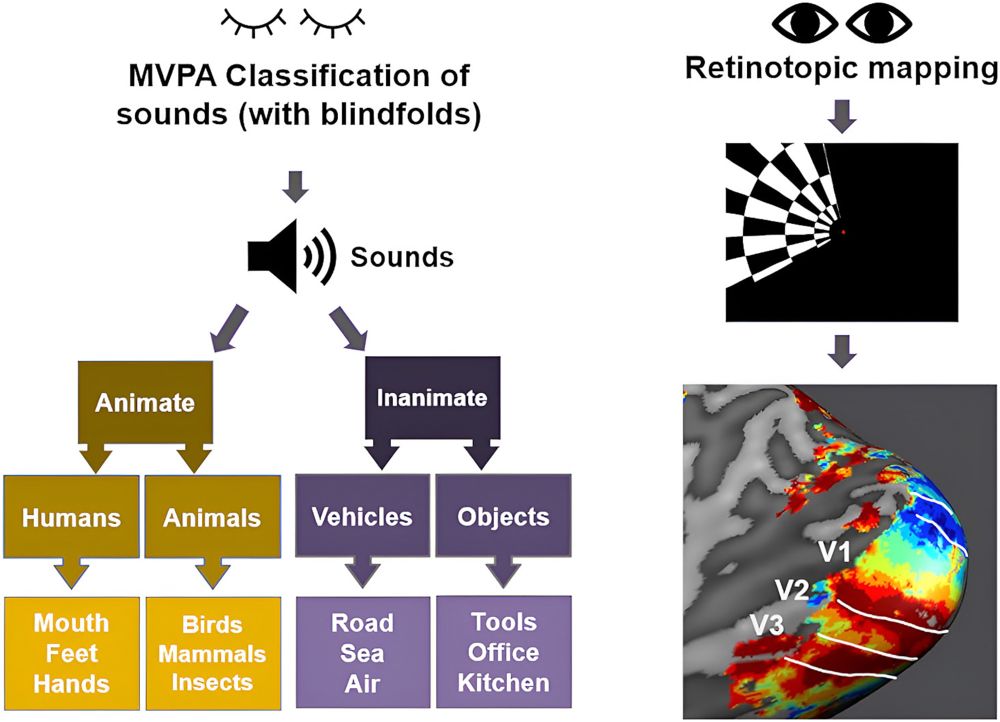 fMRI experimental design and procedure