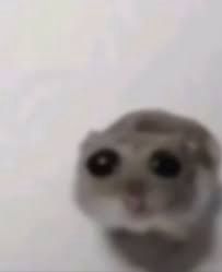 A really sad hamster 🥺