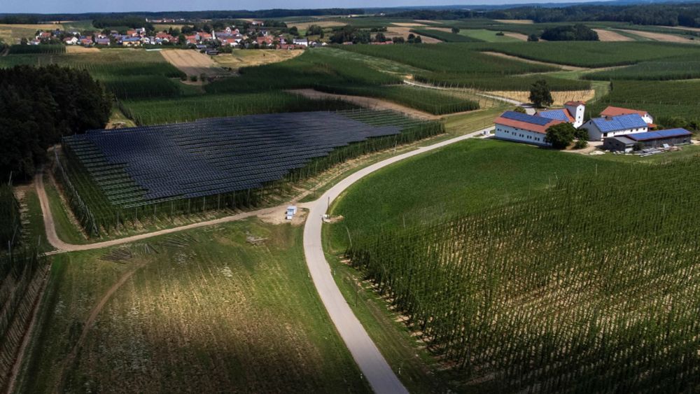 Organic hops crop grown under solar panels in Bavaria, GER