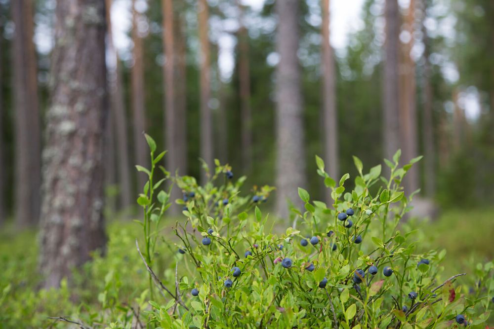 photo of a blueberry shrub with berries in a pine forest