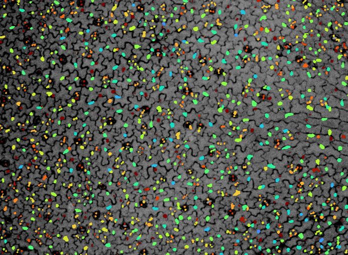 A grey coloured Arabidopsis leaf epidermis, with black cell walls. Each cells has a colourful blobs - a nuclear localised fluorescent ABA sensor, with warm colours indicating high concentrations, and cooler colours indicating lower concentrations.