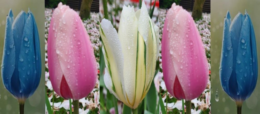 Tulips with the Trans colors