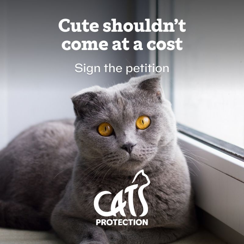 A photo of a grey Scottish Fold Cat looking sad. The words on the image say "Cute shouldn't come at a cost. Sign the Petition" followed by the Cats Protection Logo