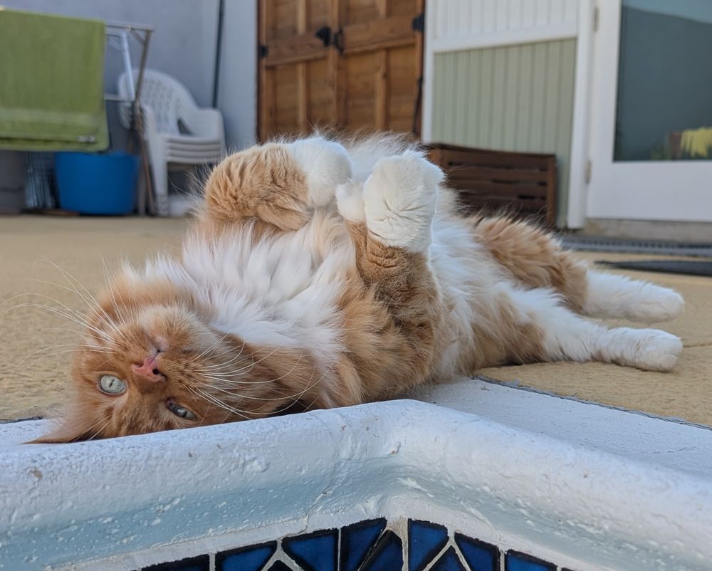 An orange and white cat rolling on its back
