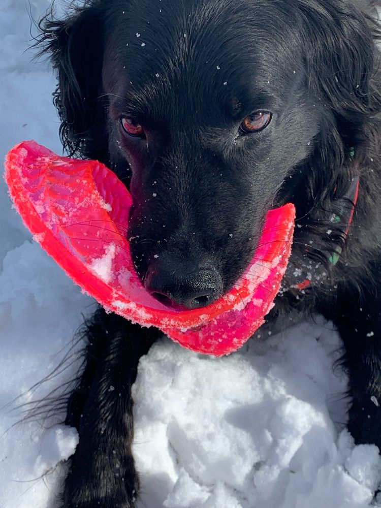 Charlie in the snow with his frisbee