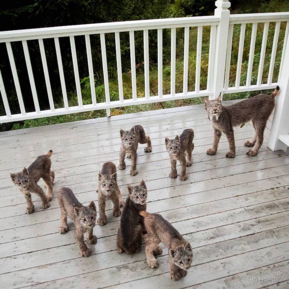 Alaskan Photographer Wakes Up to a Mama Lynx and Her Seven Kits Hanging Out on His Back Porch