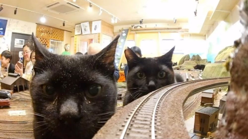 Black Cats Lie in Wait For Model Train to Exit Tunnel