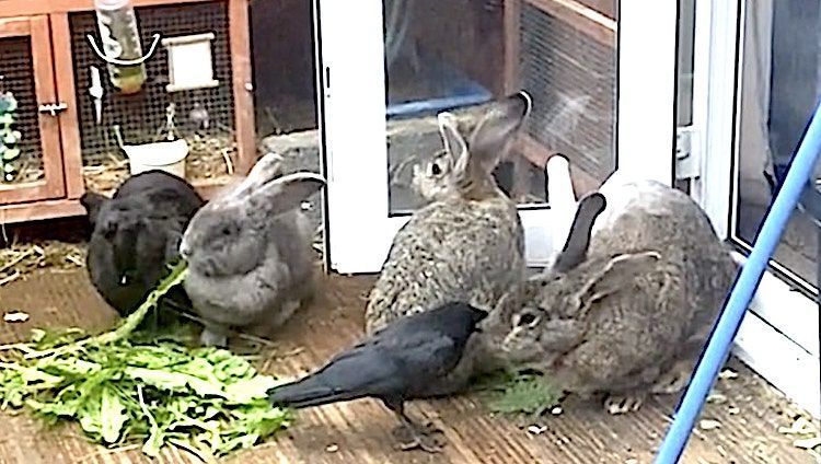 Rescued Crow Raised by Rabbits Thinks He's a Bunny