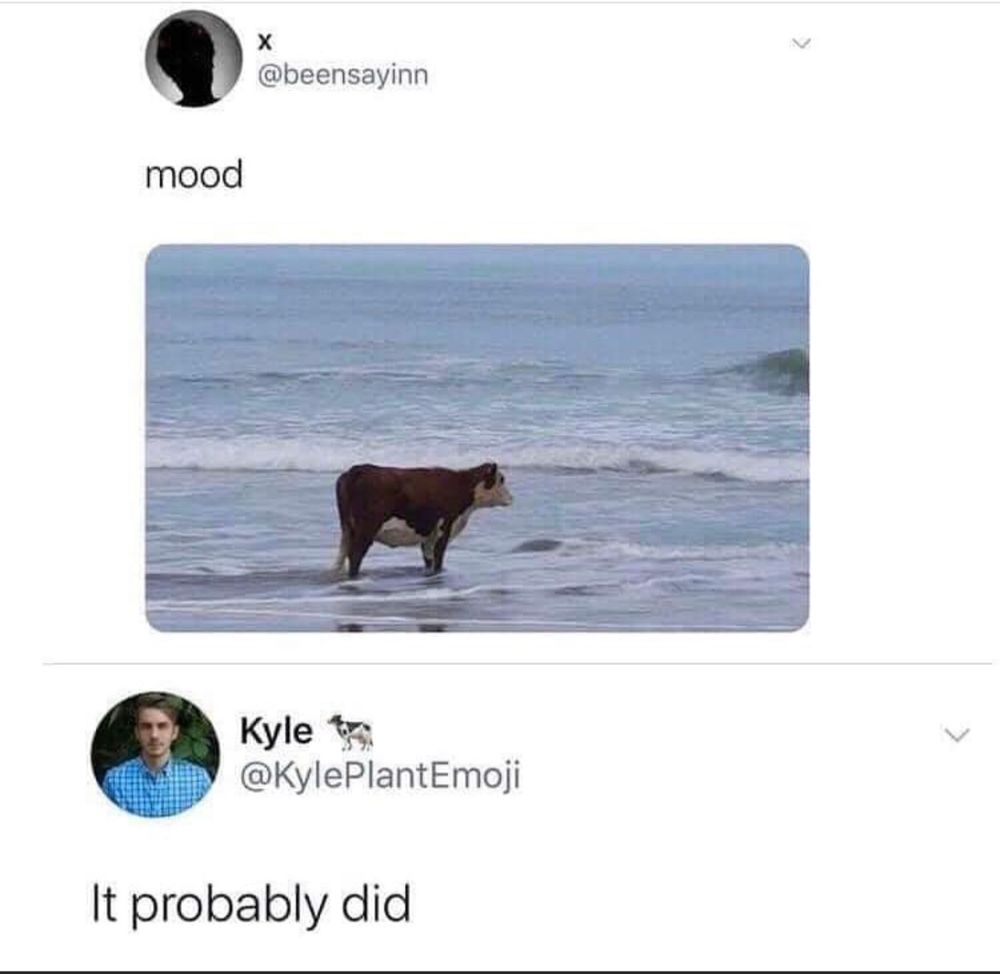 Person posting a photo of a cow looking depressed on the beach and they say mood. 

Kyle plant emoji replies and says it probably did 