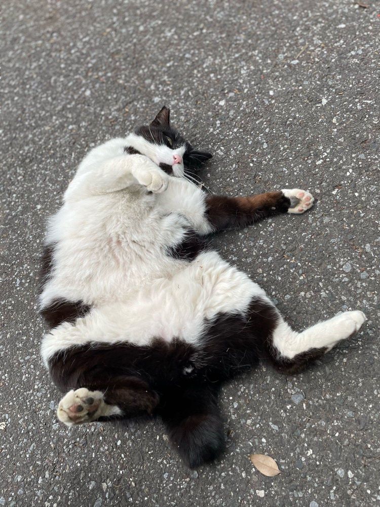 emisonodaさんの野良にあるまじき開き
猫部　cat