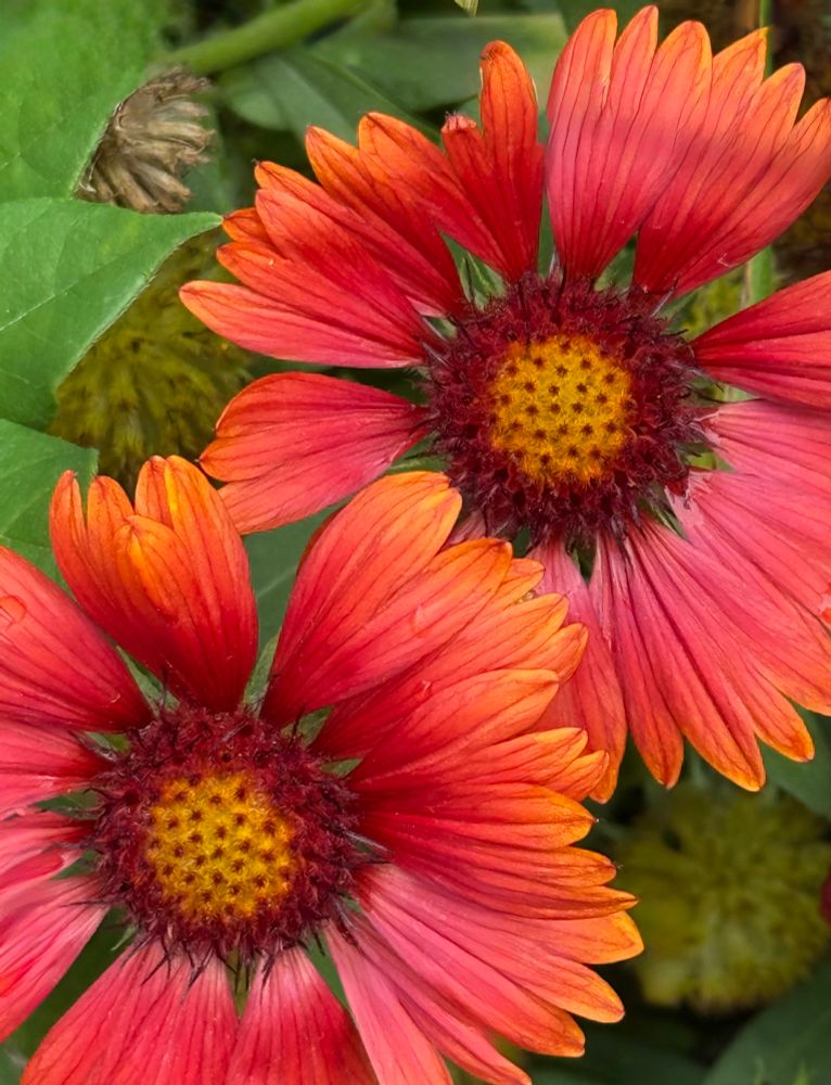 Blanketflower blooming in the transition to autumn with petals in yellow, orange and red. There are two blooms with green leaves and blooms that have faded away with summer. 