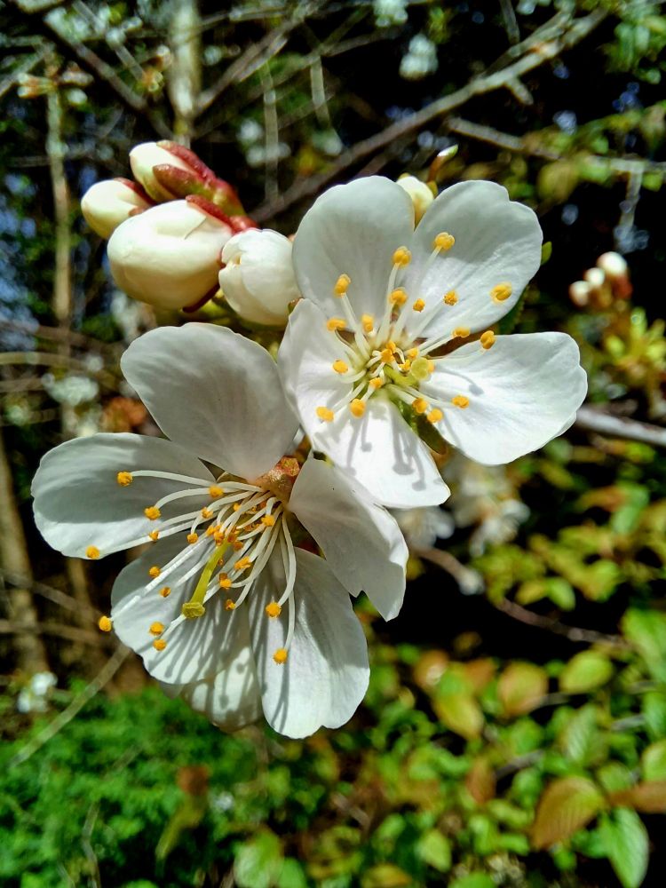 Close up shot of cherry blossom 