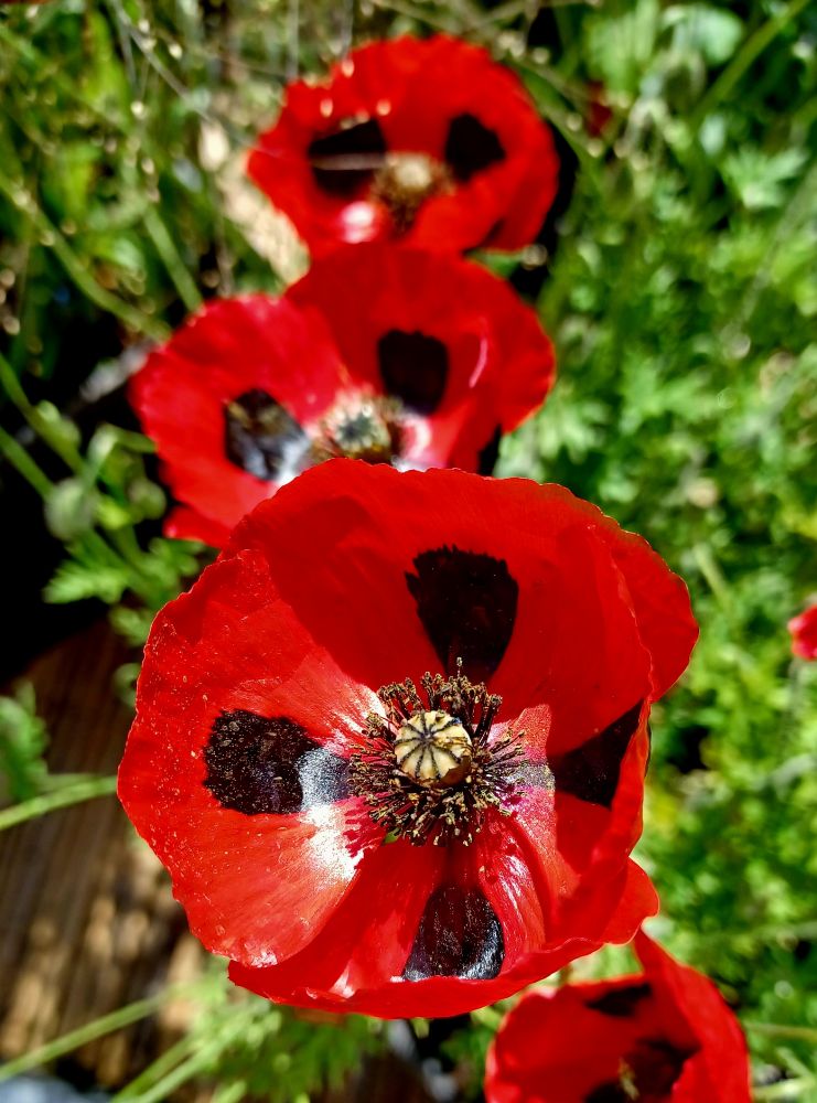 a trio of poppies, red with black spots