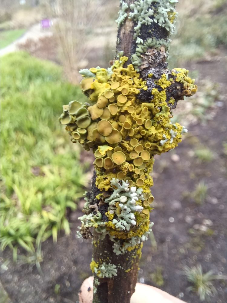 A stick coated in assorted lichen and moss