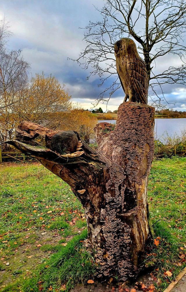 The stump of a tree that has been cut down, an upper part of the remaining trunk has been carved into the likeness of an owl, perched and surveying its territory. The tree trunk itself is covered in a mass of bracket fungus, probably turkey tail fungus. The sky is an ominous grey colour reflected in the leaden waters of a lake in the distance.