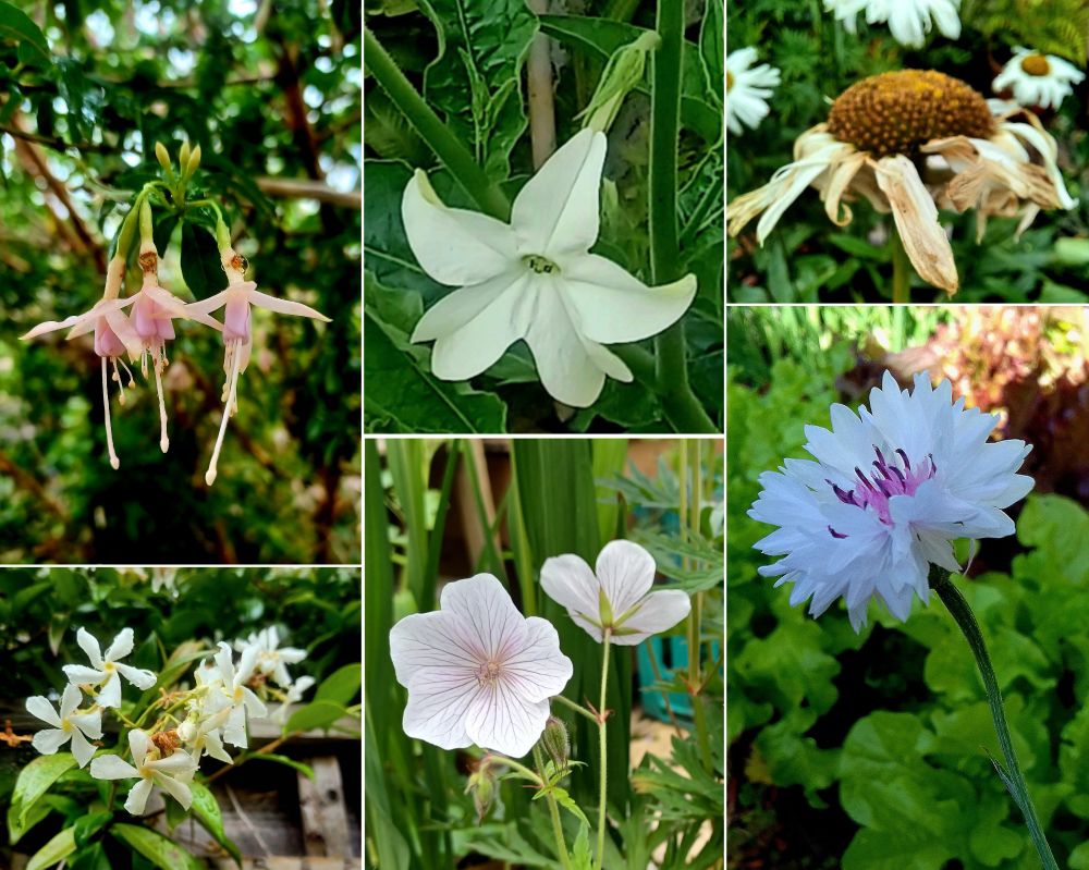 Collage grid of six pics from the various bits of garden I look after, mostly white and a little pink - fuschia, nicotiana, ox-eye daisies (no longer fresh), jasmine, geraniums (which didn't flower in late spring as usual but have started since the weather cooled off a bit) and a cornflower. #Bloomscrolling #UKGardening 