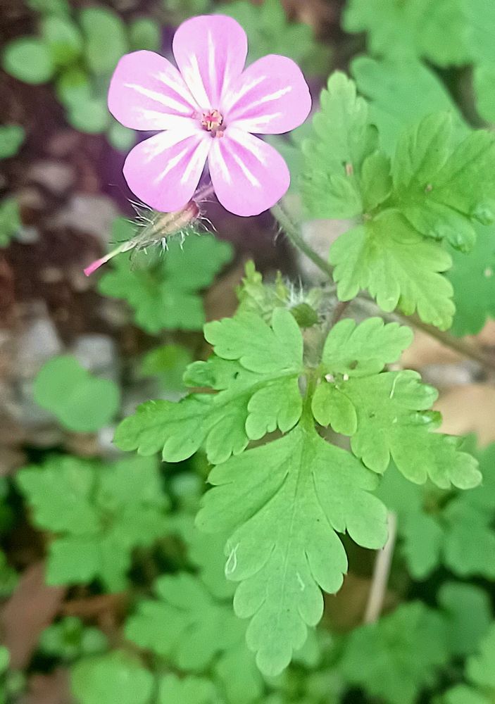 Small pink geranium type flower, herb Robert , geranium robertinium 