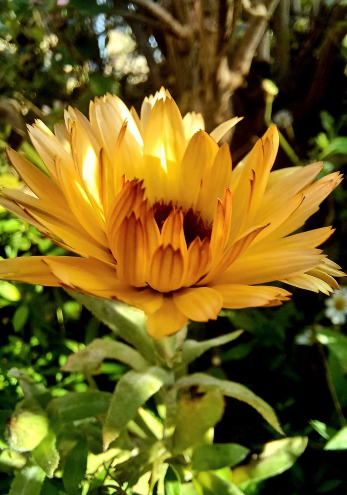 A pot marigold flower, calendula officianalis, somehow managing to be both orange and yellow at the same time, with a darker red centre.