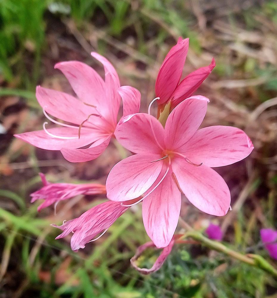 Pink river-lillies 