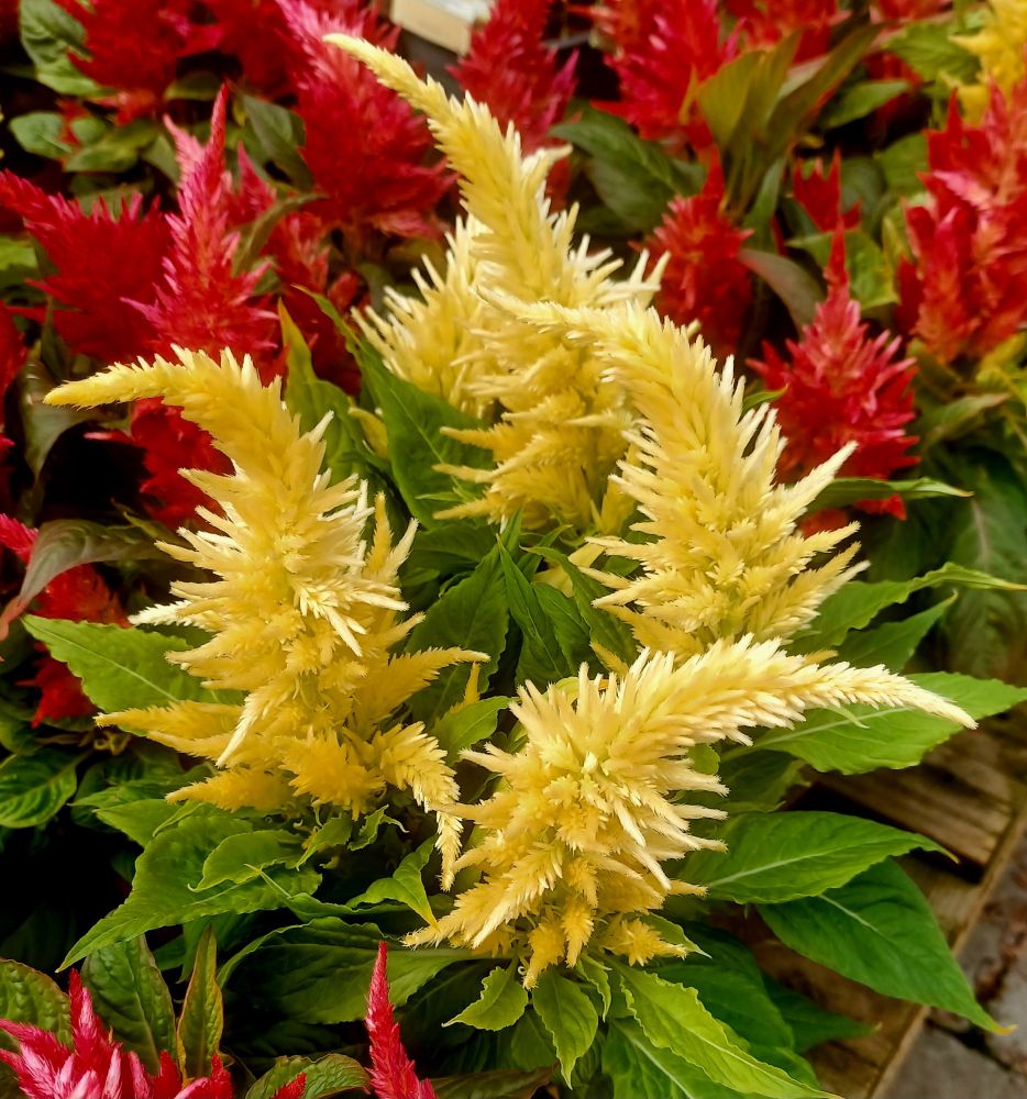 Celosia flowers, feathery yellow blooms 