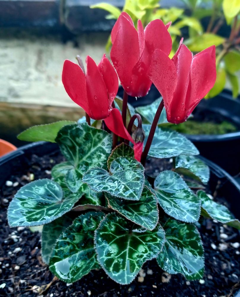 red cyclamen flowers adorned with raindrops above variagated dark green foliage 