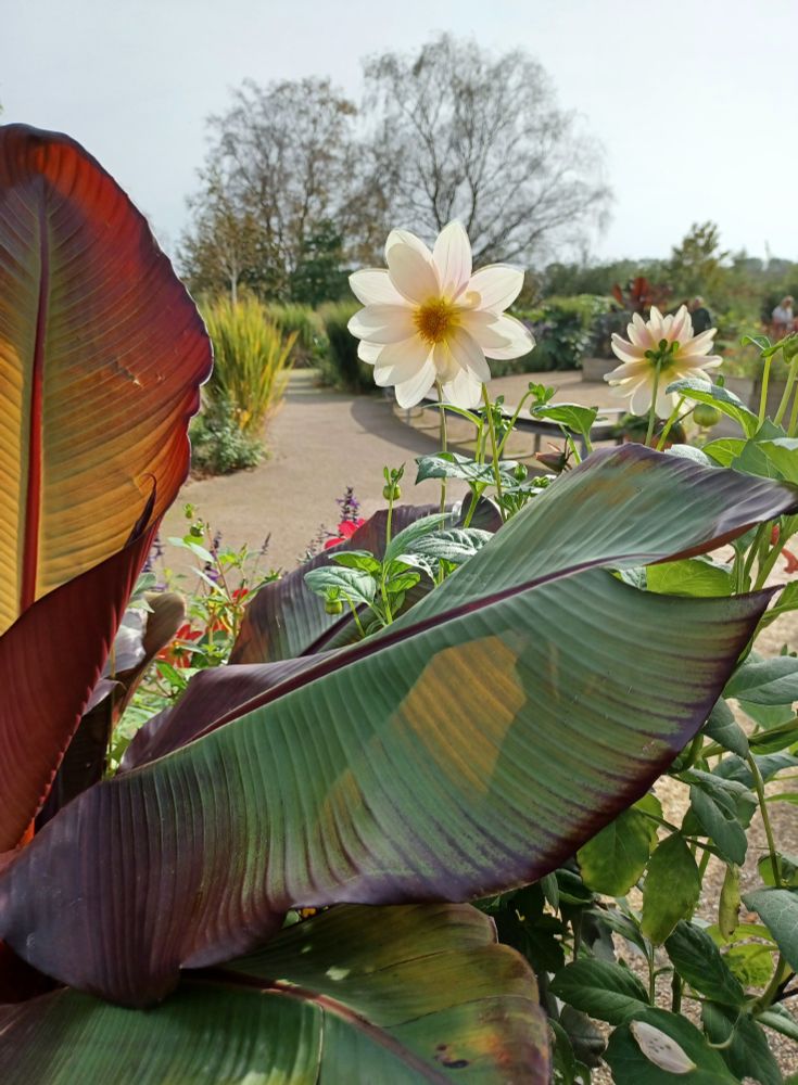 Banana leaves in the foreground (testament to how mild its been) with several white dahlia flowers peeking over their shoulders, trees that have already dropped their leaves in the background.