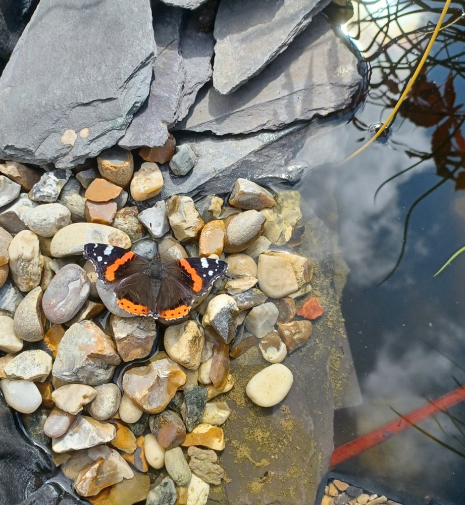 A red admiral butterfly, sipping a drink of water from between the rocks on the pebble beach of my wildlife pond