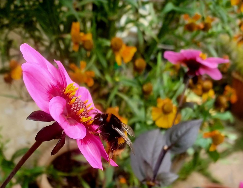 Side on view of a big-ass buff tailed bumblebee on dahlia 'Pink halo" in my garden